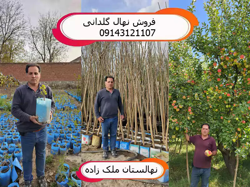  لیست بهترین نهال های گیلاس پربار برای کاشت و احداث باغ تجاری در مناطق سردسیر 