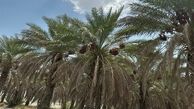 آغاز برداشت خرما از نخلستان های جیرفت