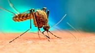 زنگ خطر پشه آئدس به صدا در آمد