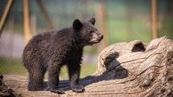 عضو کمیته متخصصان خرس قهوه‌ای: نگران انتقال ‎توله خرس به خارج از پارک پردیسان هستیم