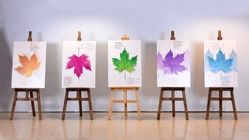 سینمای کوتاه ایران تکنیک بلد است اما ایده ندارد