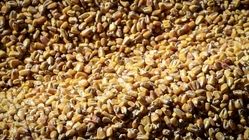 توزیع نهاده‌های دامی تا پایان سال بدون تغییر قیمت باقی می‌ماند