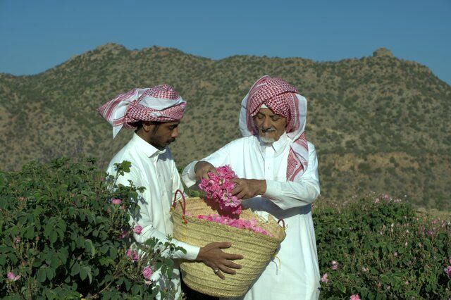 گل محمدی به نام عربستان ثبت شد؟